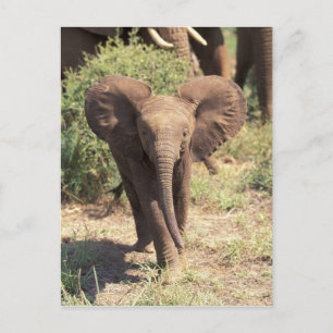 Cartão Postal África, Quênia, Parque Nacional de Amboseli. Afric