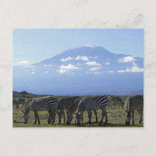 Cartão Postal África, Quênia, Parque Nacional de Amboseli, Manad