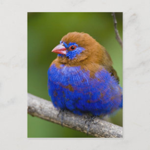 Cartão Postal África. Quênia. Roxo Grenadier macho no lago