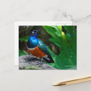 Cartão Postal África Superb Starling Songbird
