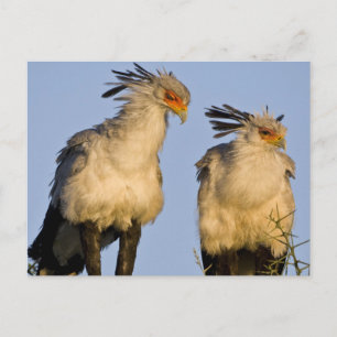 Cartão Postal África. Tanzânia. Aves-secretárias em Ndutu