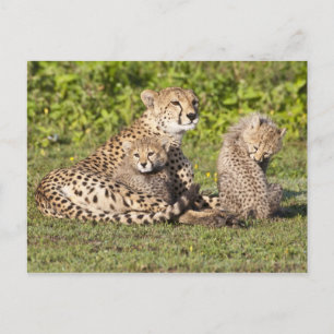 Cartão Postal África. Tanzânia. Chita mãe e filhotes 2