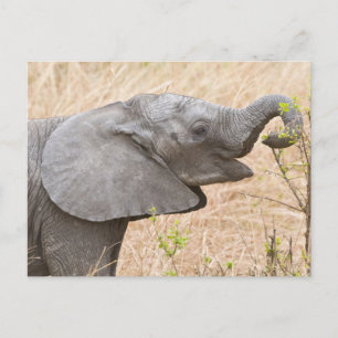 Cartão Postal África. Tanzânia. Elefante jovem em Tarangire