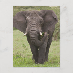 Cartão Postal África Tanzânia Elefante na Cratera de Ngorongoro