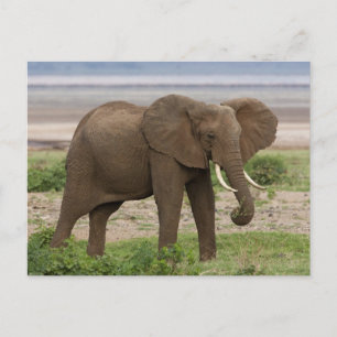 Cartão Postal África. Tanzânia. Elefante no lago Manyara NP.