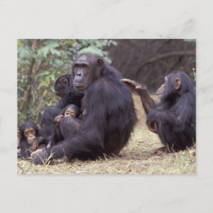 Cartão Postal África, Tanzânia, Gombe NP Criança fêmea