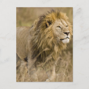 Cartão Postal África. Tanzânia. Macho Lion em Ngorongoro