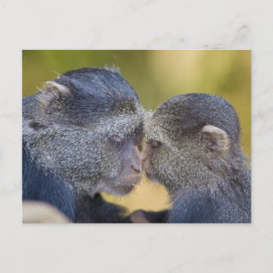 Cartão Postal África. Tanzânia. Mãe de macaco azul com filhote