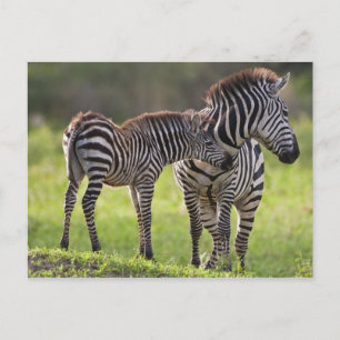 Cartão Postal África. Tanzânia. Mãe e filhote de Zebra-comum