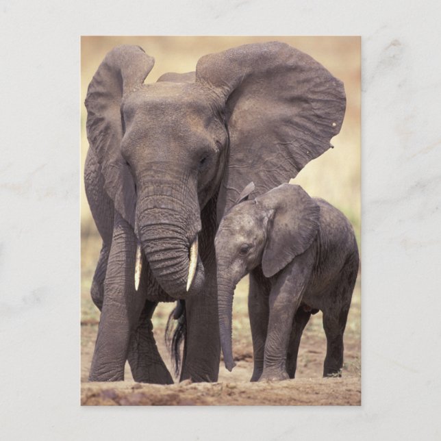 Cartão Postal África, Tanzânia, Parque Nacional de Tarangire. 2 (Frente)