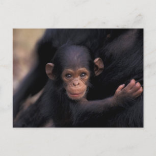 Cartão Postal África, Tanzânia, Parque Nacional Gombe