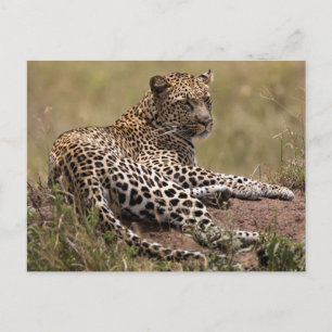 Cartão Postal África, Tanzânia, Serengeti. Leopardo