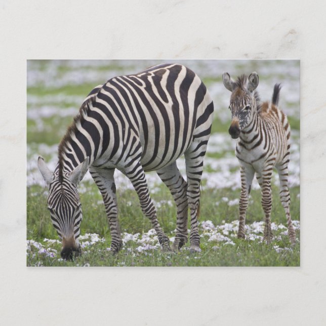Cartão Postal África. Tanzânia. Zebra, mãe e colt (Frente)