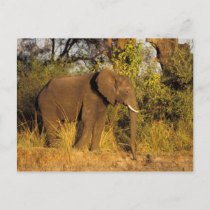 Cartão Postal África, Zimbábue, Parque Nacional Cataratas Vitóri