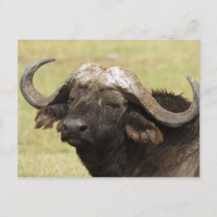 Cartão Postal African Buffalo, Syncerus caffer