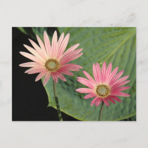 Cartão Postal African Daisies Bute Park, Cardiff, Gales