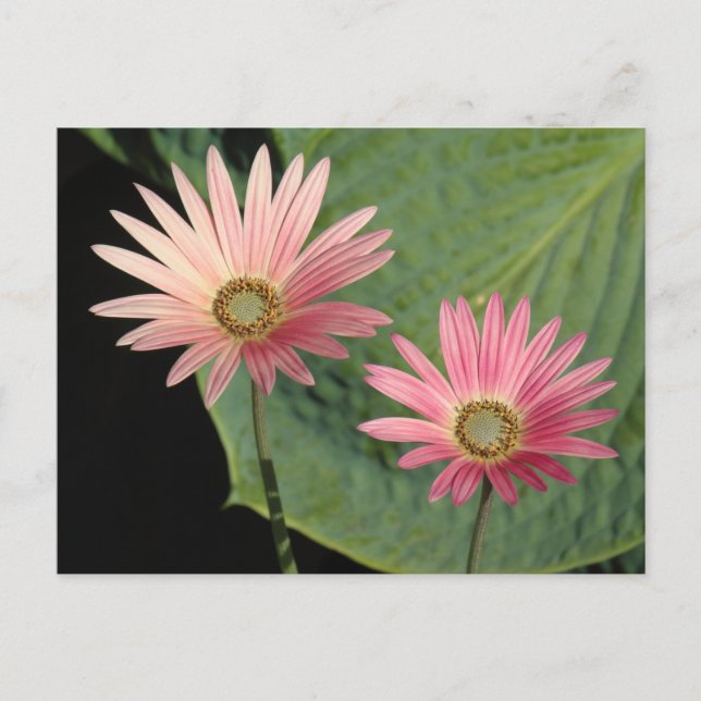 Cartão Postal African Daisies Bute Park, Cardiff, Gales (Frente)