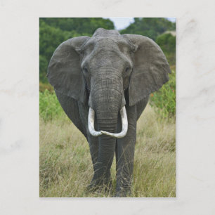 Cartão Postal African Elephantna loxodonta, Masai Mara Game
