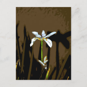 Cartão Postal African Iris Fortnight Lily Flower