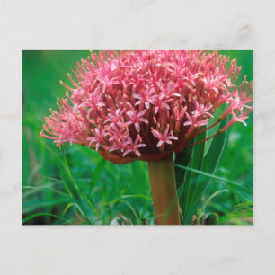 Cartão Postal African Lily (Agapanthus Praecox), Mala Mala