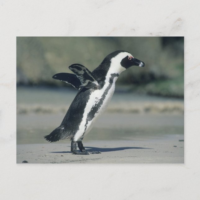 Cartão Postal African Penguin (Frente)