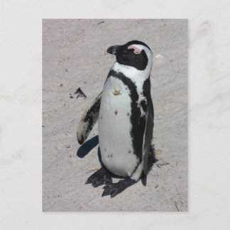 Cartão Postal African Penguin - Postcard