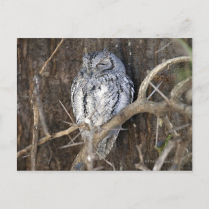 Cartão Postal African Scop-Owl, Kruger National Park, Sul