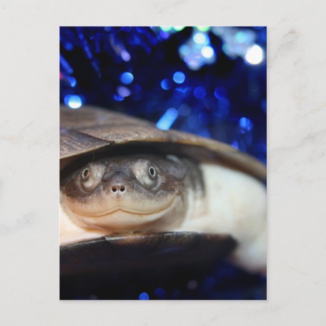 Cartão Postal African Sideneck Turtle Olhando para a câmera (Frente)