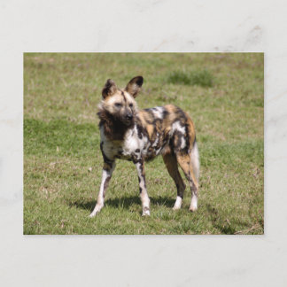 Cartão Postal africano-selvagem-cão-015