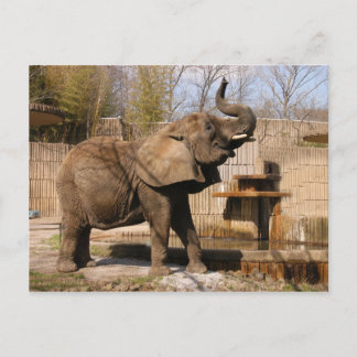 Cartão Postal Afro_Elefante_001