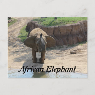 Cartão Postal Afro-Elefante # 6