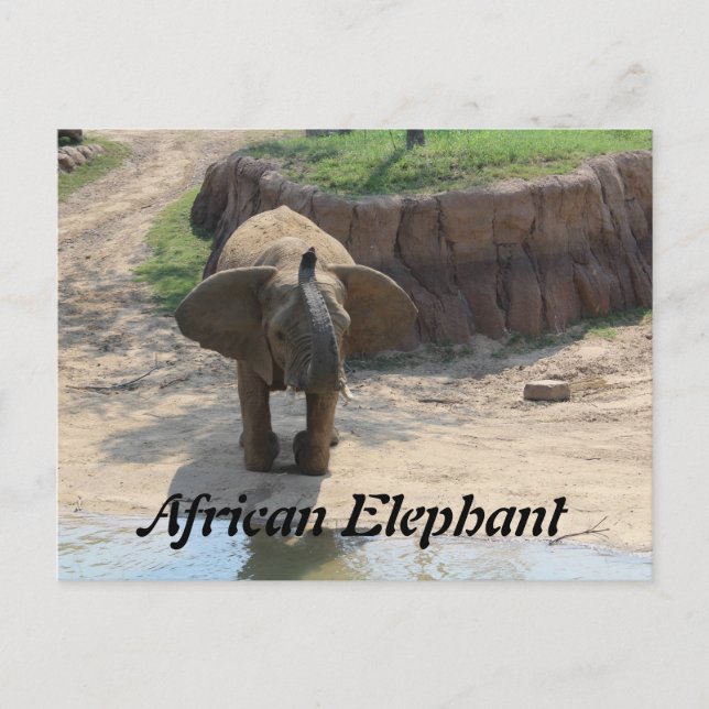 Cartão Postal Afro-Elefante # 6 (Frente)