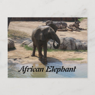 Cartão Postal Afro-Elefante # 7