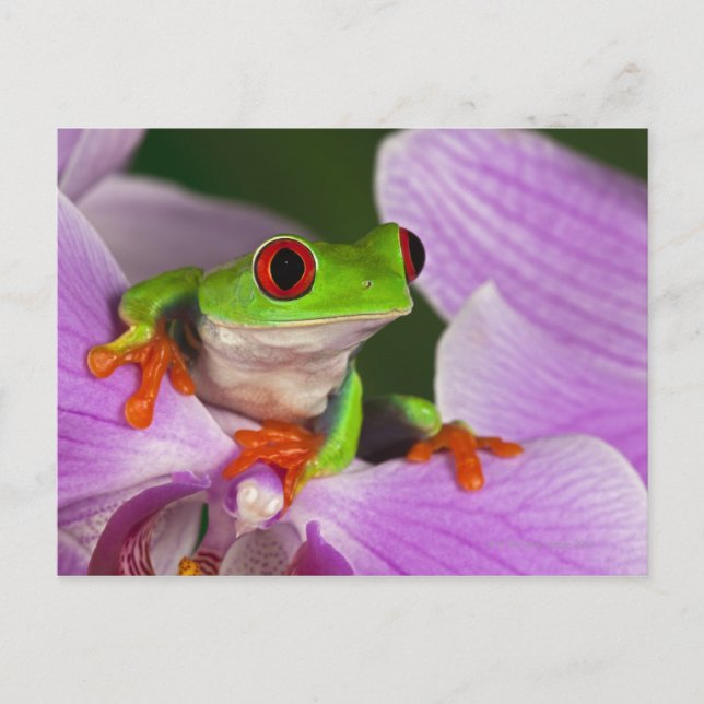Cartão Postal Agalychnis callidryas. (Frente)