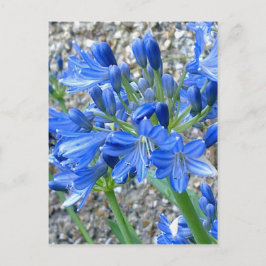 Cartão postal Agapanthus