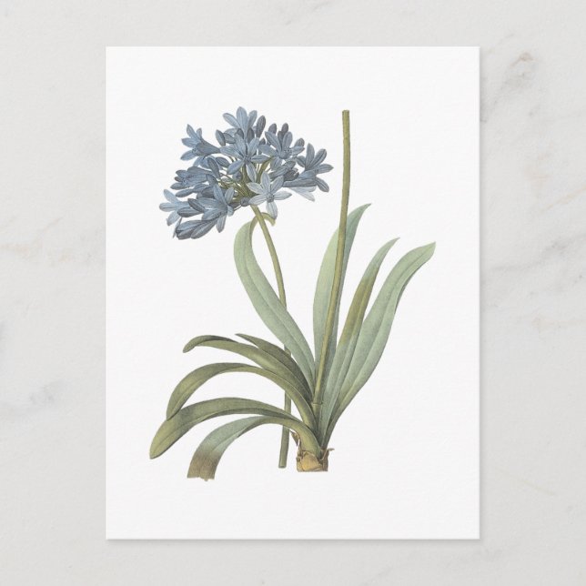 Cartão Postal Agapanthus Flower (Frente)