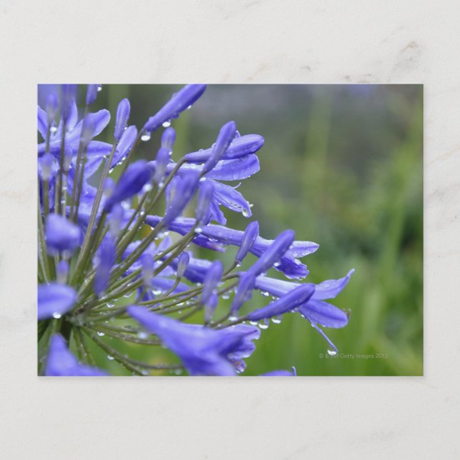 Cartão Postal Agapanthus praecox, comumente conhecido como (Frente)