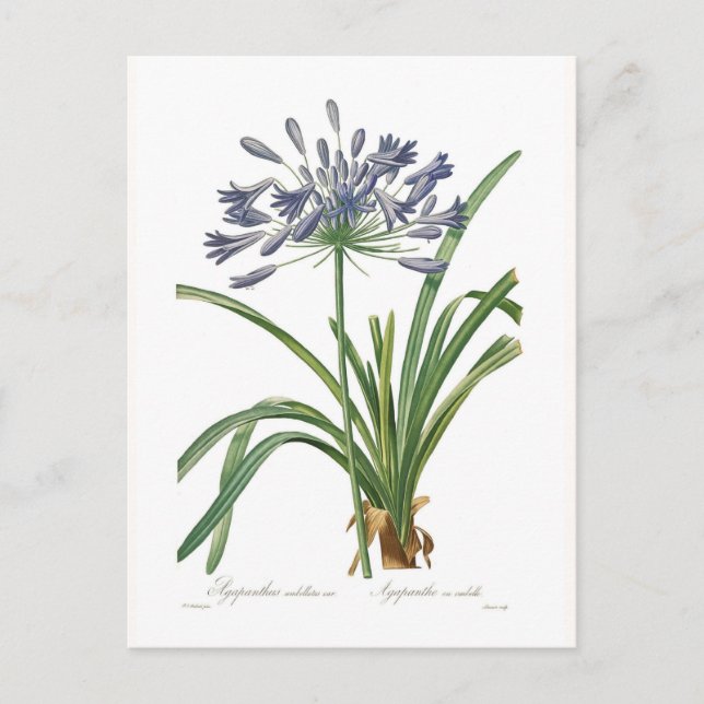 Cartão Postal Agapanthus umbellatus (Frente)