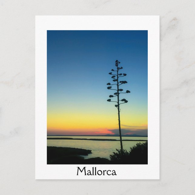 Cartão Postal Agave Blooming Flower em Maiorca no Sunset (Frente)