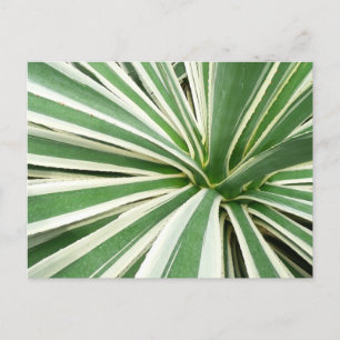 Cartão Postal Agave Plant Green e White Strike