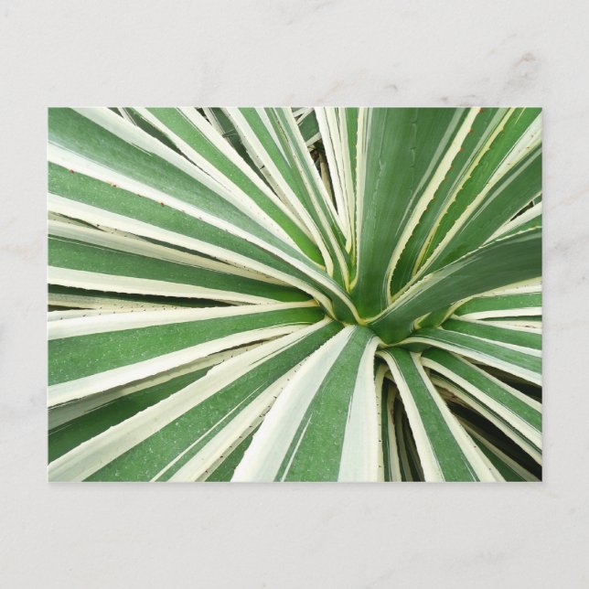 Cartão Postal Agave Plant Green e White Strike (Frente)