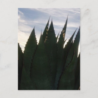 Cartão Postal Agave Skyrockets