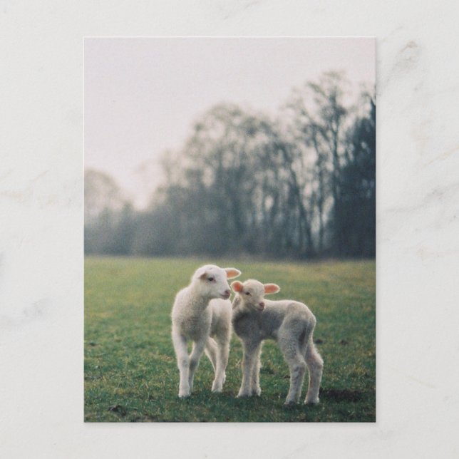 Cartão Postal Agneaux (Frente)