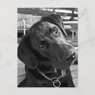 Cartão Postal Agora que tenho sua atenção...