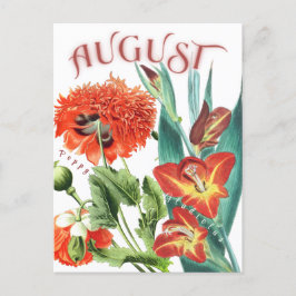 Cartão Postal Agosto Mês Flores Gladiolus & Poppy Rico