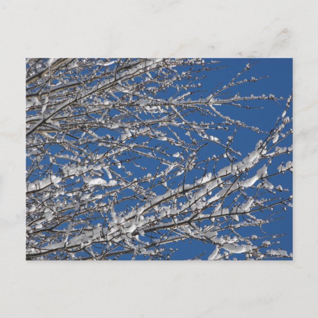 Cartão Postal Agradeça a nosso ~ 14 dos membros do serviço (Frente)