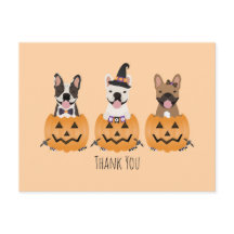 Agradecemos Bulldogs Franceses Abóbora