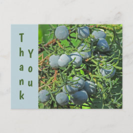 Cartão Postal Agradecimento Foto de Bagas de Pinheiro na Primave