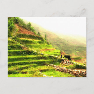 Cartão Postal Agricultor chinês