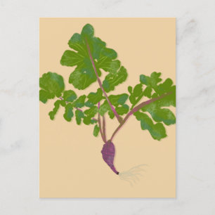 Cartão Postal Agricultor Nabo de Cenoura Plantas Jardinagem